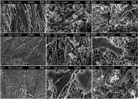  Osteoinductive Biyoçeşitliliği Artıran Osteoblast Hücreleri ile Kolajen Jel İskeleti