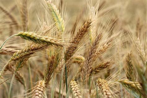  Barley: Sürdürülebilir Tarım Uygulamalarında Değerli Bir Ham Madde mi?